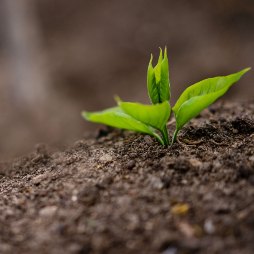 Young green sprout emerging from rich brown soil, symbolizing growth and renewal. The background is softly blurred, highlighting the vibrant leaves.